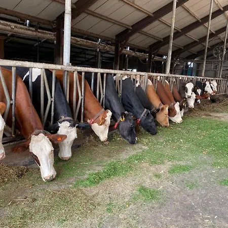 B&B Herberg Boerderij De Straat-hof Leimuiden