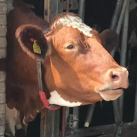 Herberg Boerderij De Straat-hof B&B *