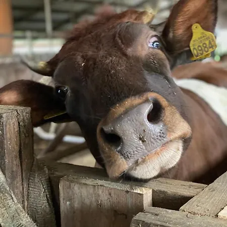 Herberg Boerderij De Straat-hof *