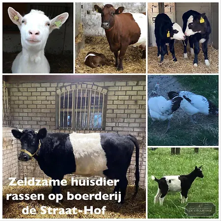 Herberg Boerderij De Straat-hof Alojamento de Acomodação e Pequeno-almoço