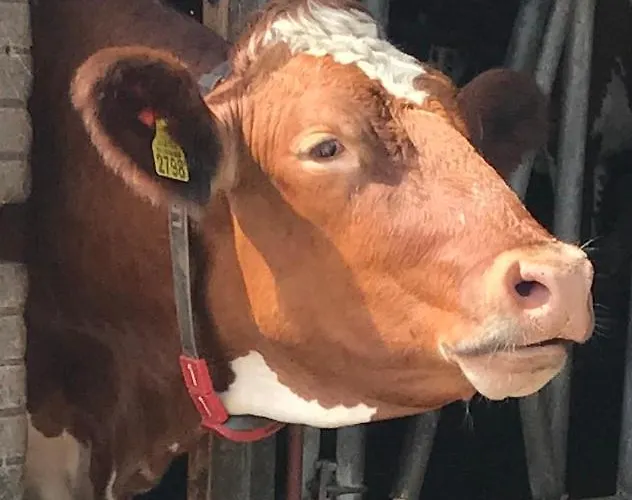 Herberg Boerderij De Straat-hof Alojamento de Acomodação e Pequeno-almoço *