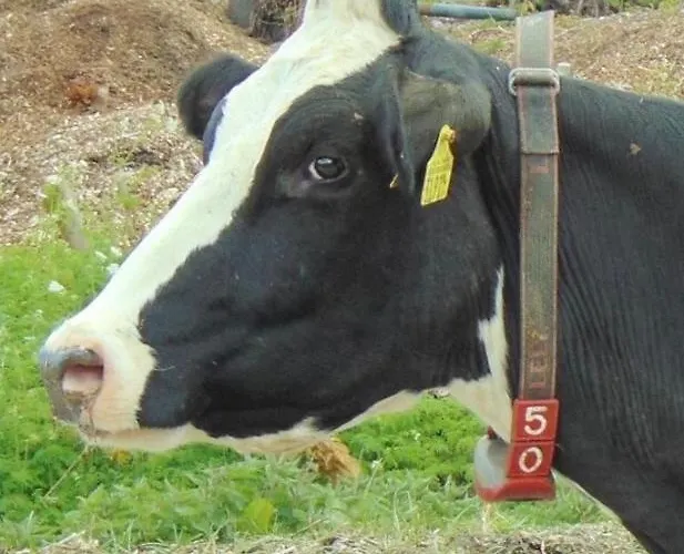 Alojamento de Acomodação e Pequeno-almoço Herberg Boerderij De Straat-hof Leimuiden