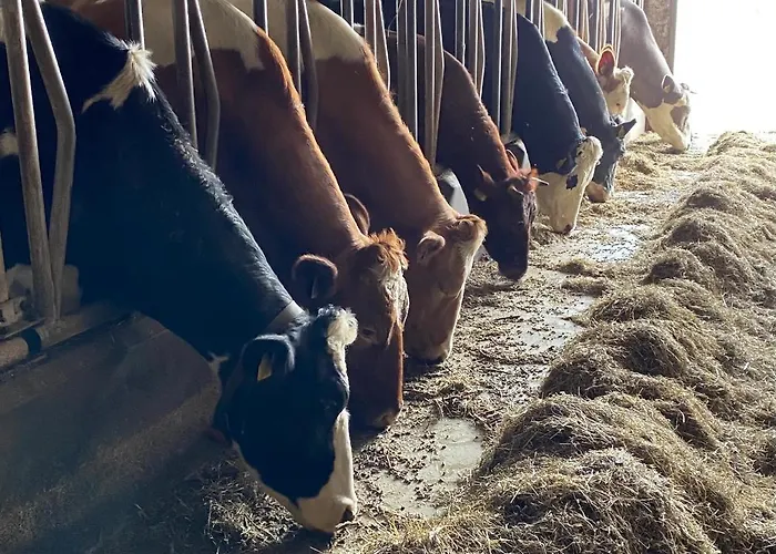 Alojamento de Acomodação e Pequeno-almoço Herberg Boerderij De Straat-hof