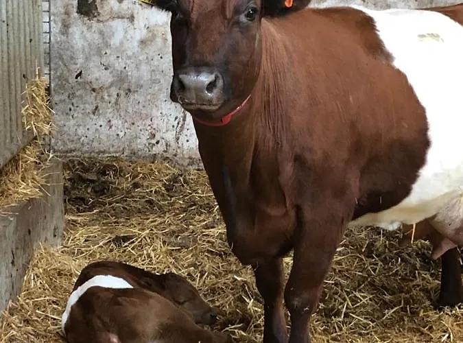 Herberg Boerderij De Straat-hof Alojamento de Acomodação e Pequeno-almoço Leimuiden