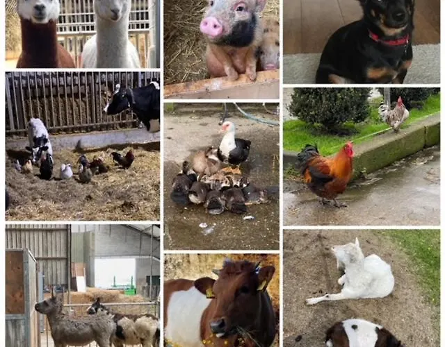 Alojamento de Acomodação e Pequeno-almoço Herberg Boerderij De Straat-hof *