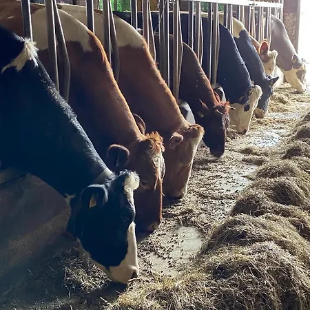 Frühstückspension Herberg Boerderij De Straat-hof