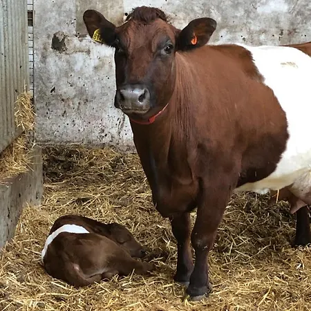 Herberg Boerderij De Straat-hof Panzió Leimuiden
