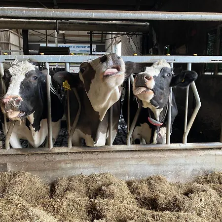 Herberg Boerderij De Straat-hof Leimuiden
