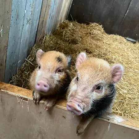 Panzió Herberg Boerderij De Straat-hof *