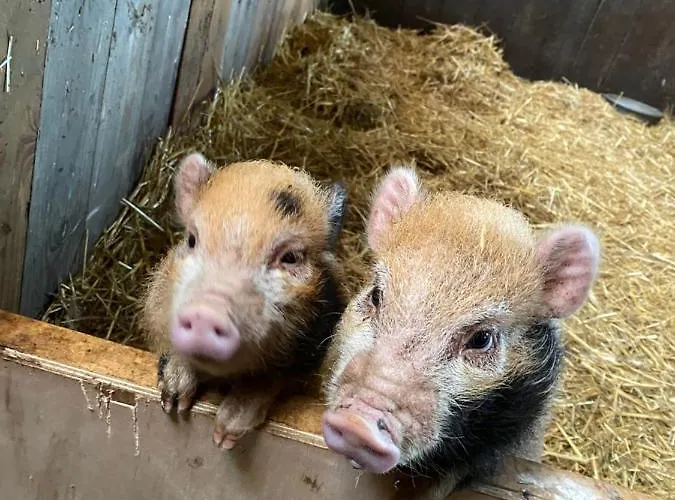 Bed & Breakfast Herberg Boerderij De Straat-hof *